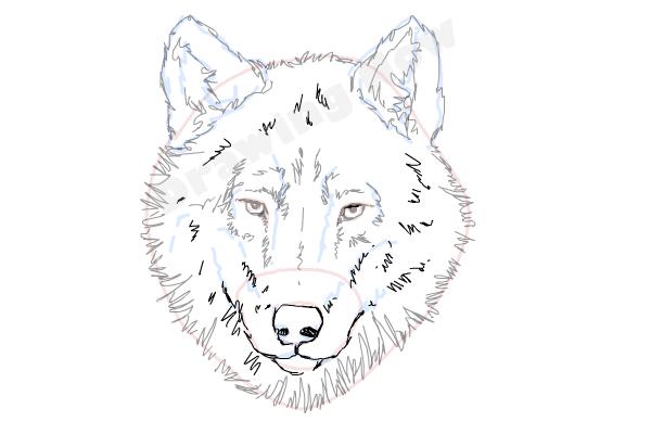 Werewolf Head Drawing Beautiful Image