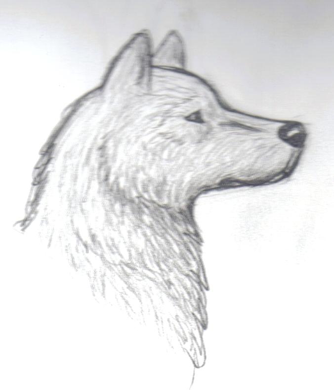 Werewolf Head Drawing Sketch