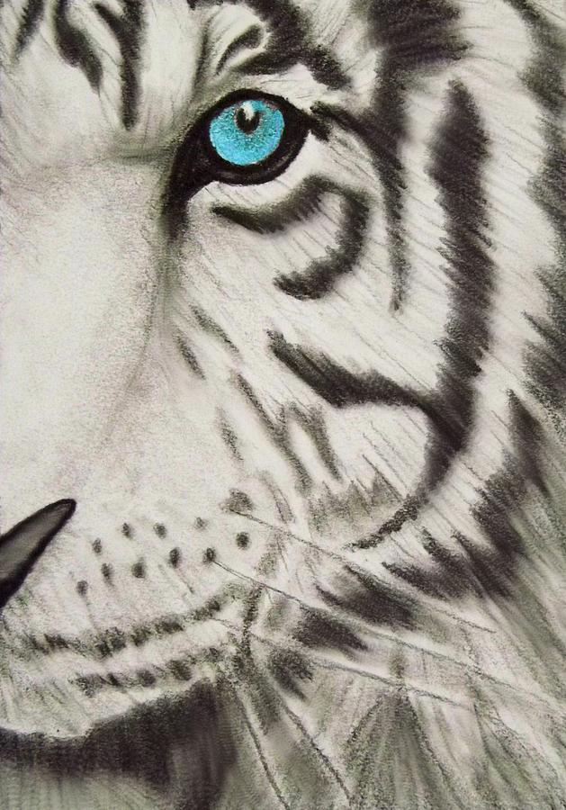 White Tiger Drawing Amazing