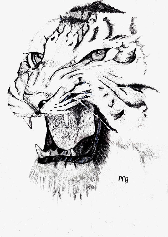 White Tiger Drawing Beautiful Image
