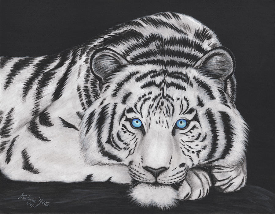 White Tiger Drawing Best