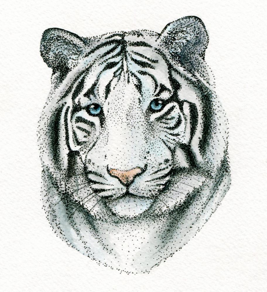 White Tiger Drawing Image