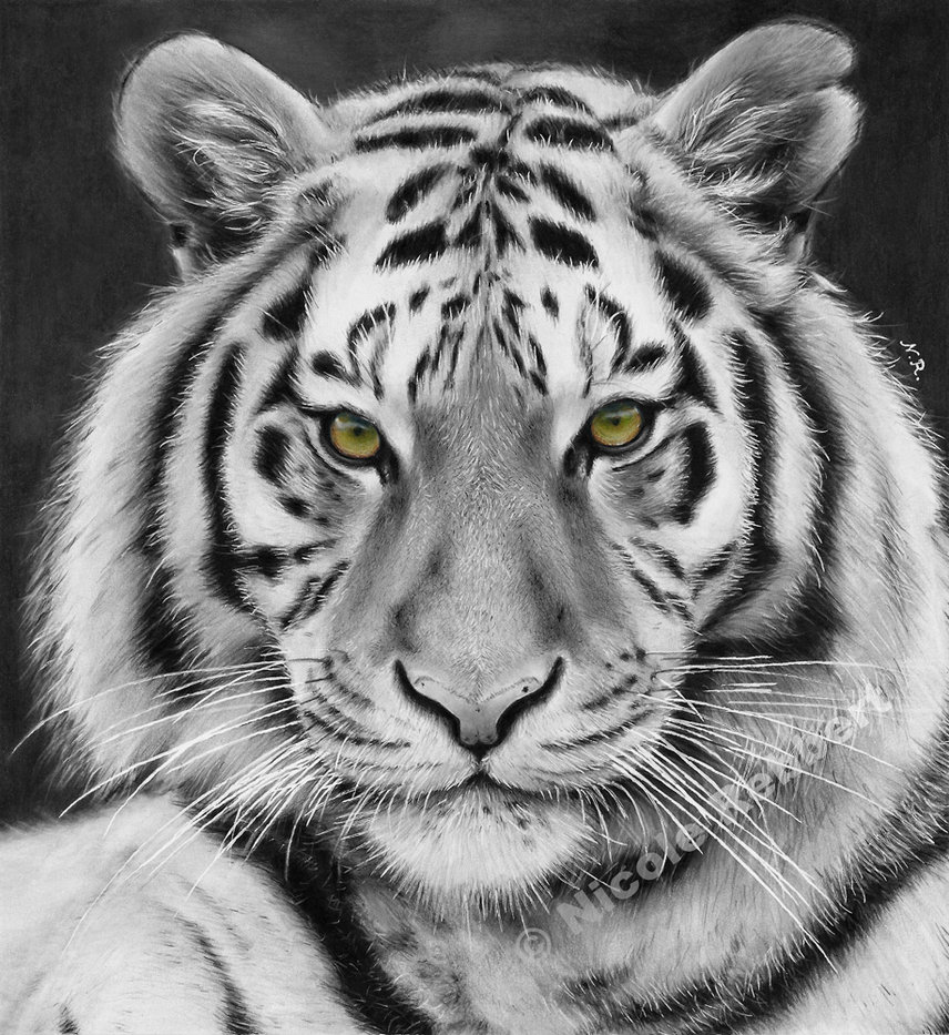 White Tiger Drawing Photo