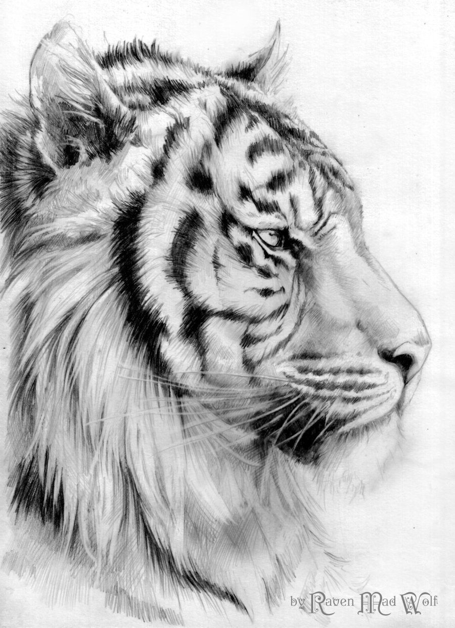 White Tiger Drawing Pic