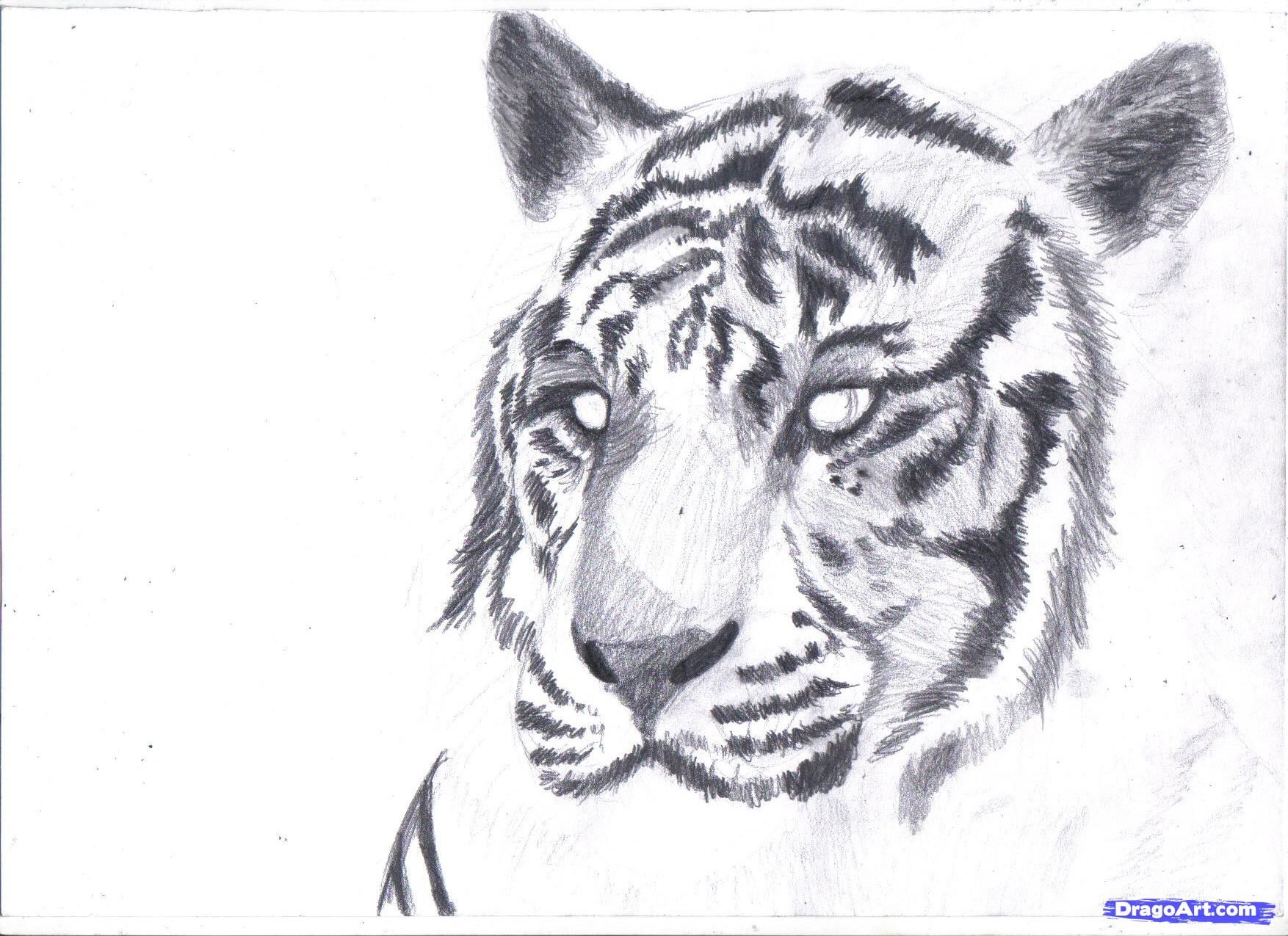 White Tiger Drawing Pics