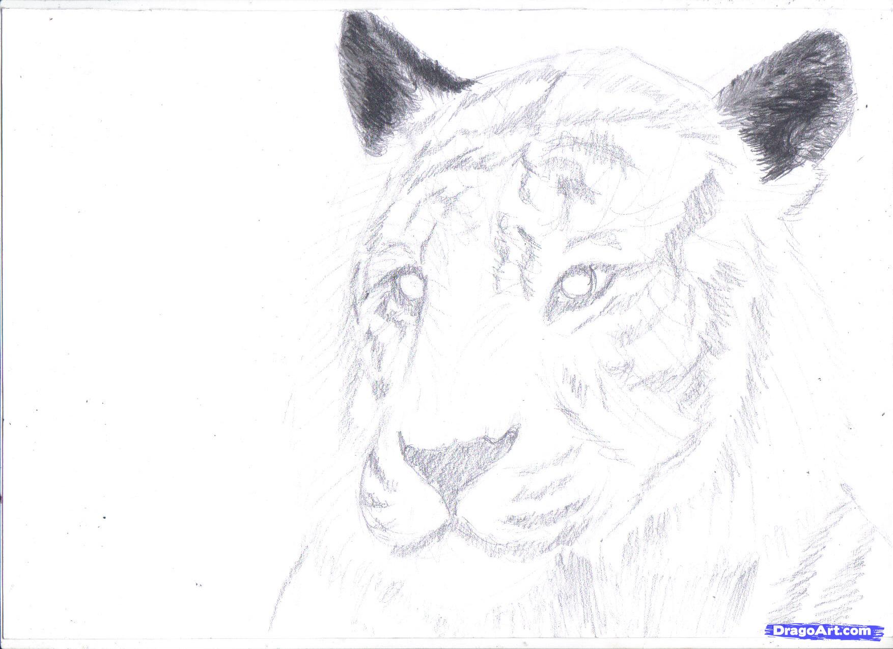 White Tiger Drawing Picture
