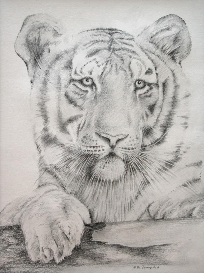 White Tiger Drawing Realistic