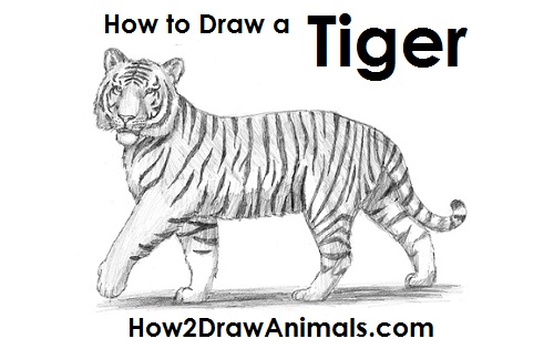 White Tiger Drawing Sketch
