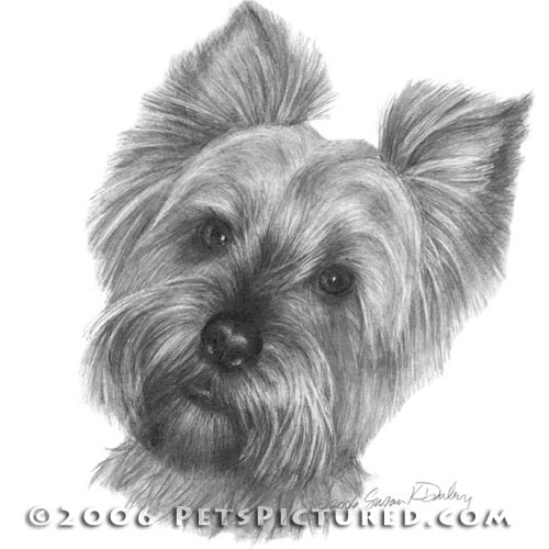 Yorkshire Terrier Drawing Photo