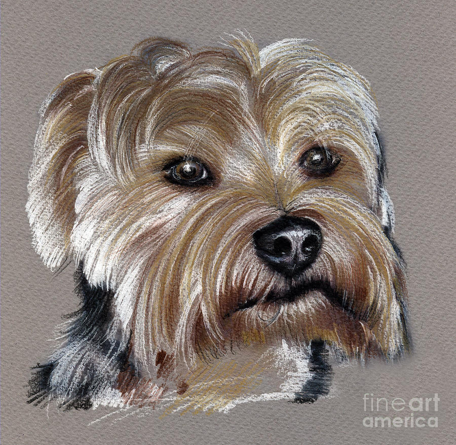 Yorkshire Terrier Drawing Pic