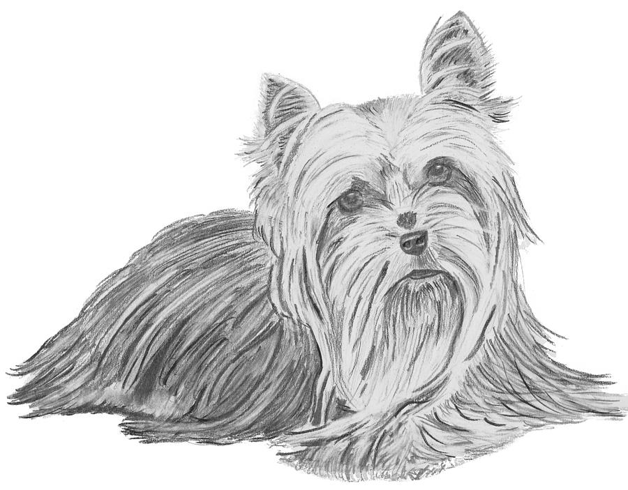 Yorkshire Terrier Drawing Picture