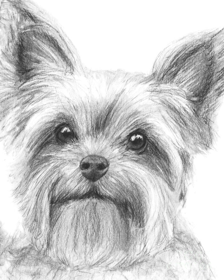 Yorkshire Terrier Drawing Sketch