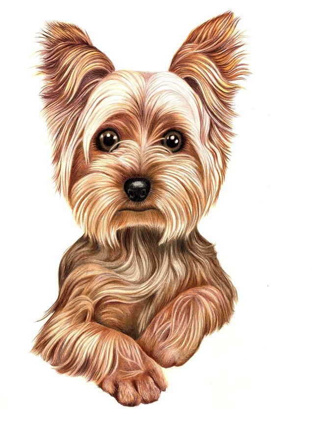 Yorkshire Terrier Drawing