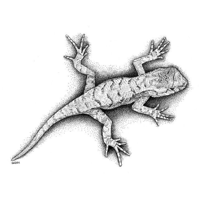 3D Lizard Drawing Pics