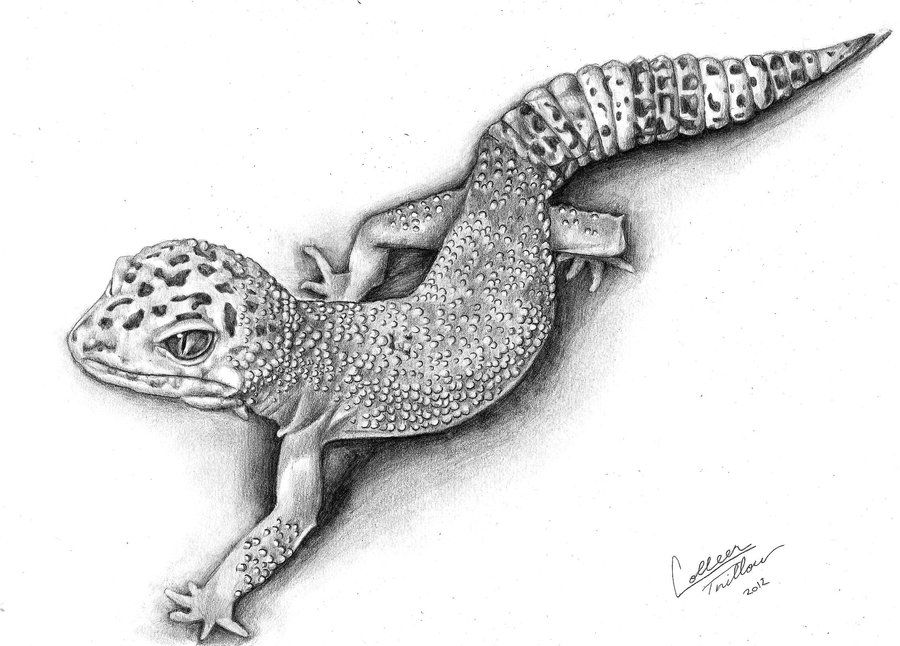 3D Lizard Drawing