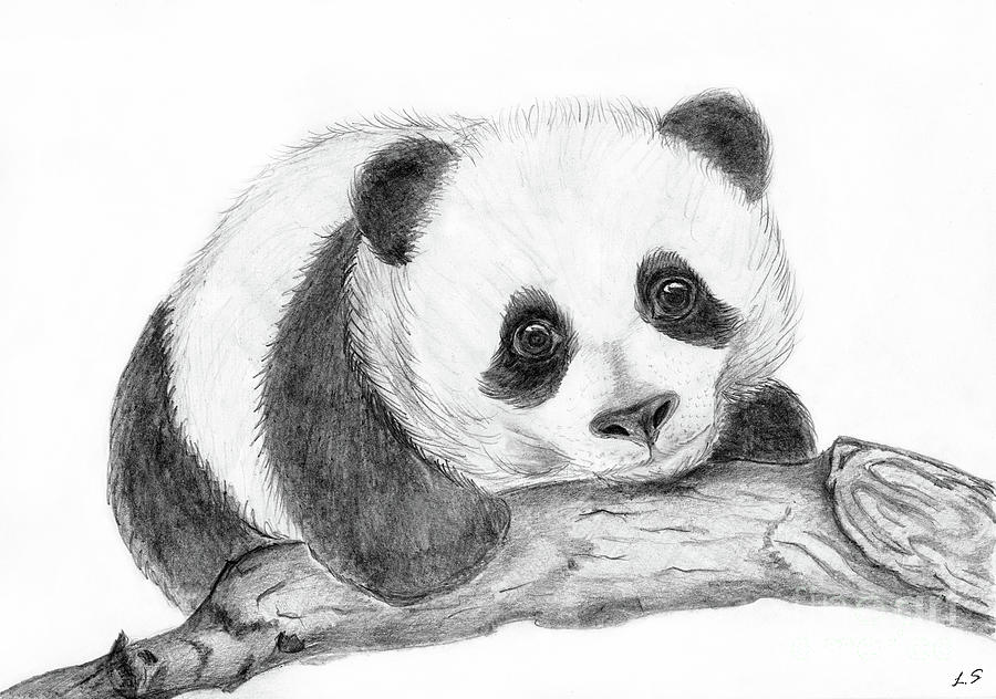 Cute Panda Drawings In Pencil