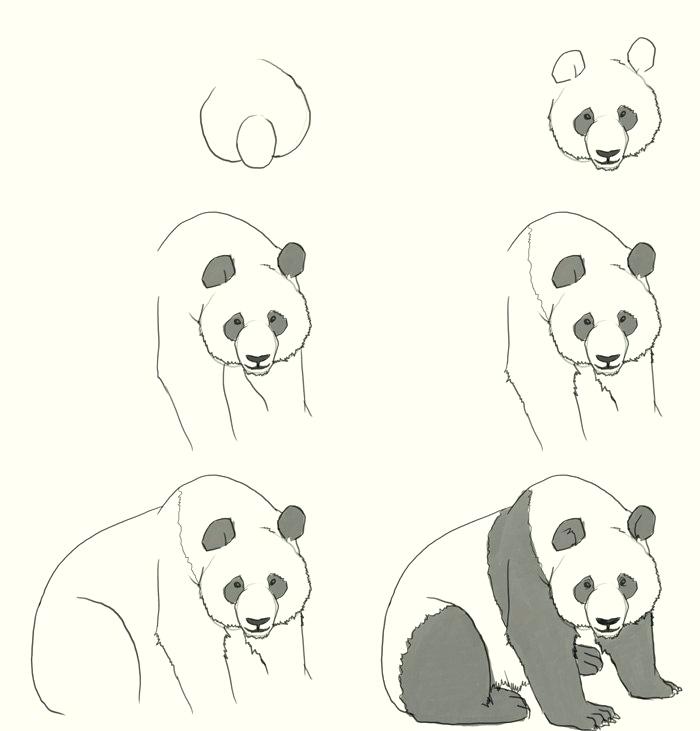 Baby Panda Drawing Best