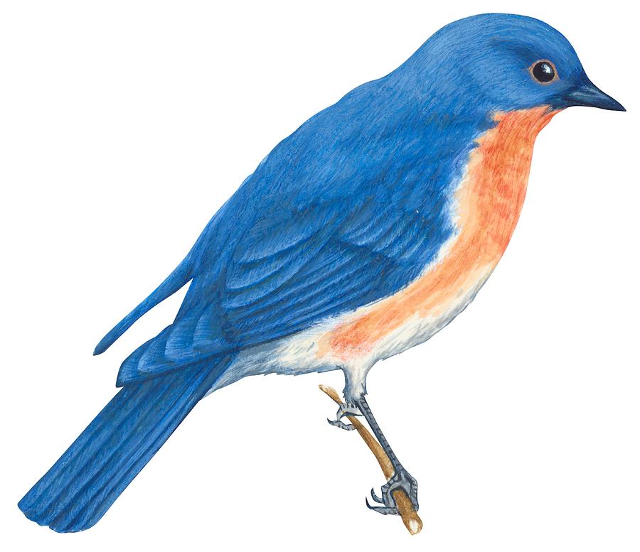 Bluebird Art Drawing
