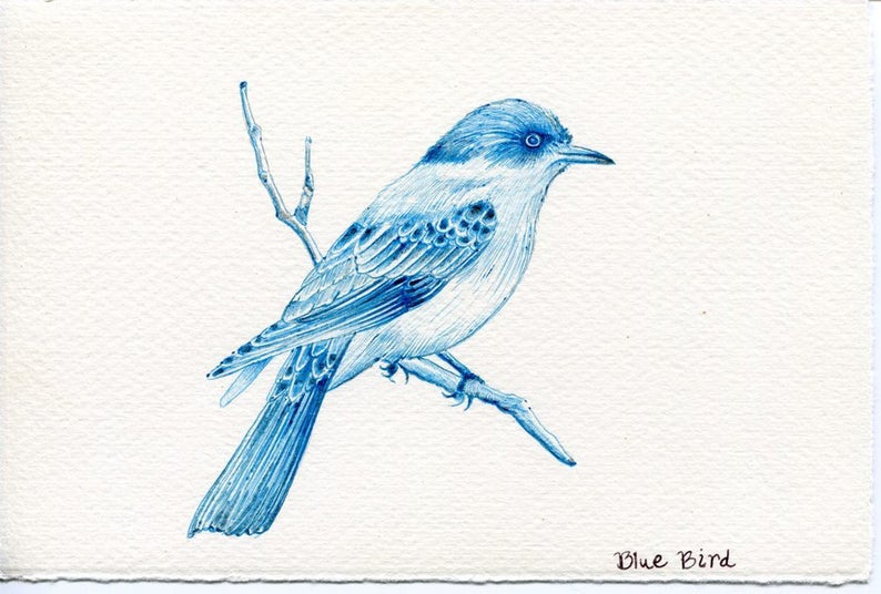 Bluebird Drawing Beautiful Art