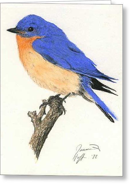 Bluebird Drawing Beautiful Image