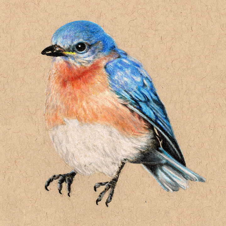 Bluebird Drawing Best