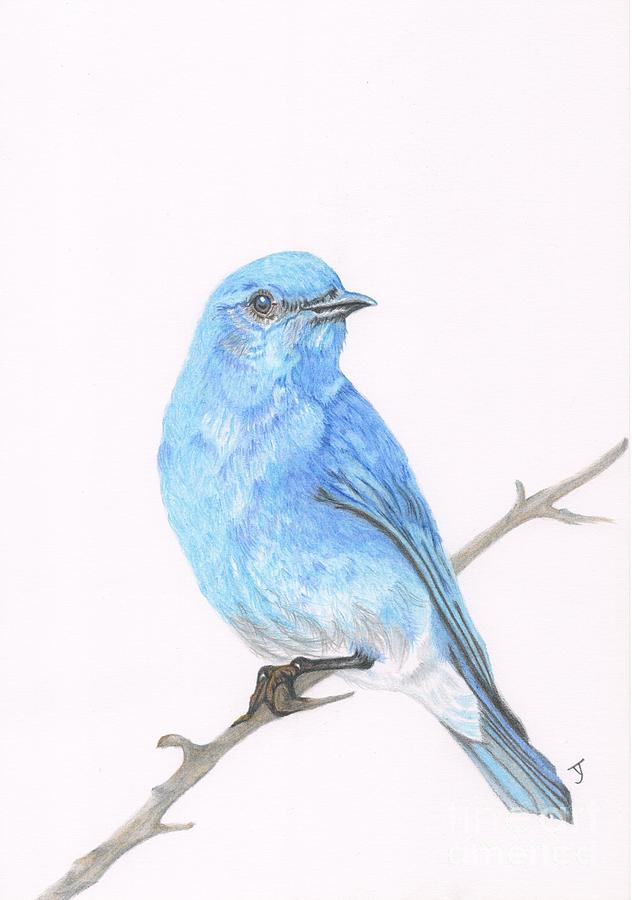 Bluebird Drawing Creative Art