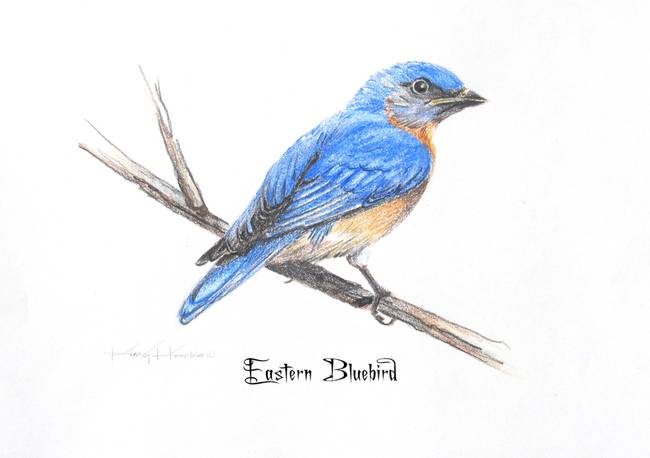 Bluebird Drawing High-Quality