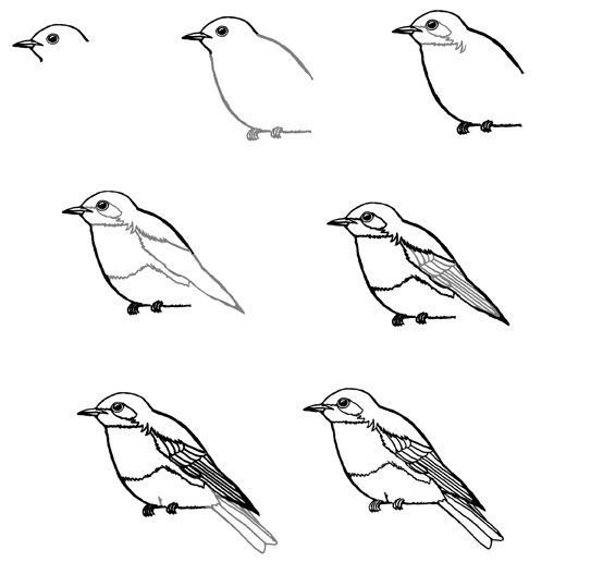 Bluebird Drawing Image