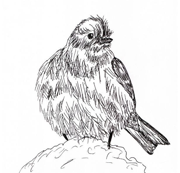 Bluebird Drawing Photo
