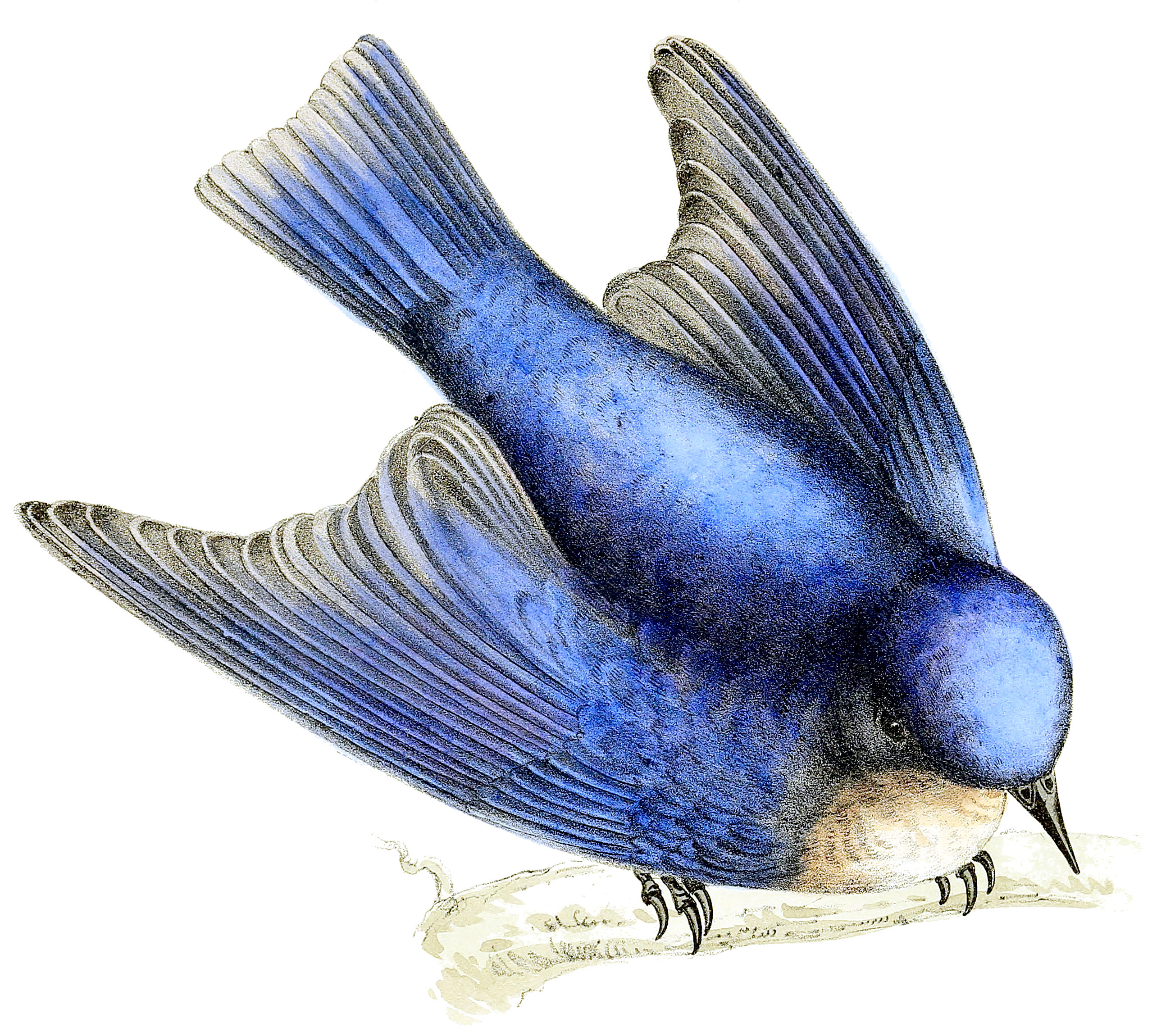 Bluebird Drawing Photos