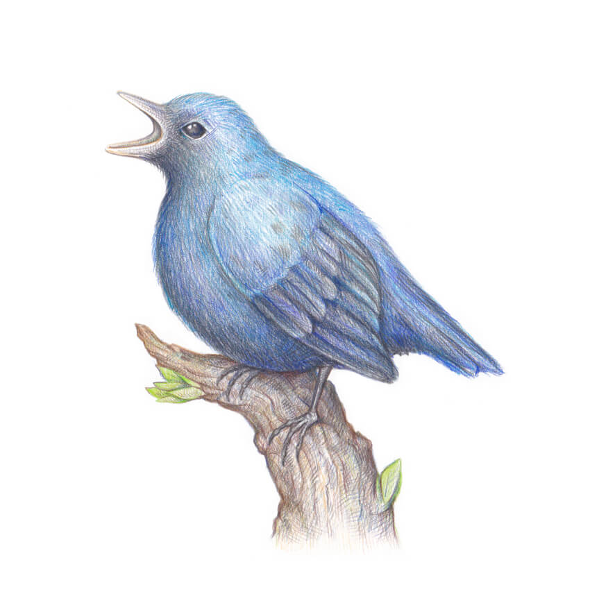 Bluebird Drawing Pics