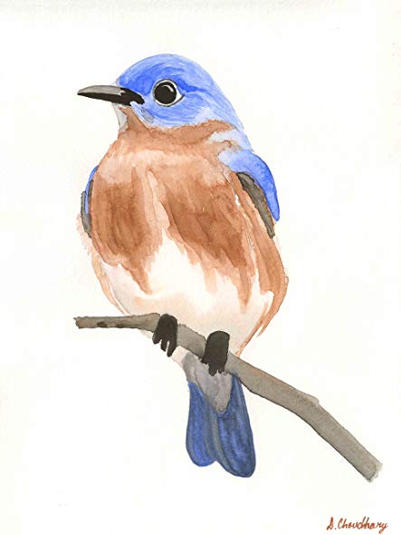 Bluebird Drawing Picture