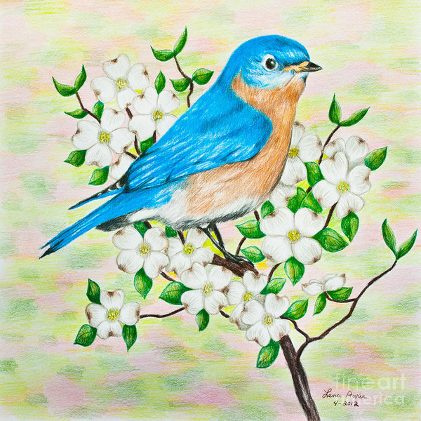 Bluebird Drawing Realistic