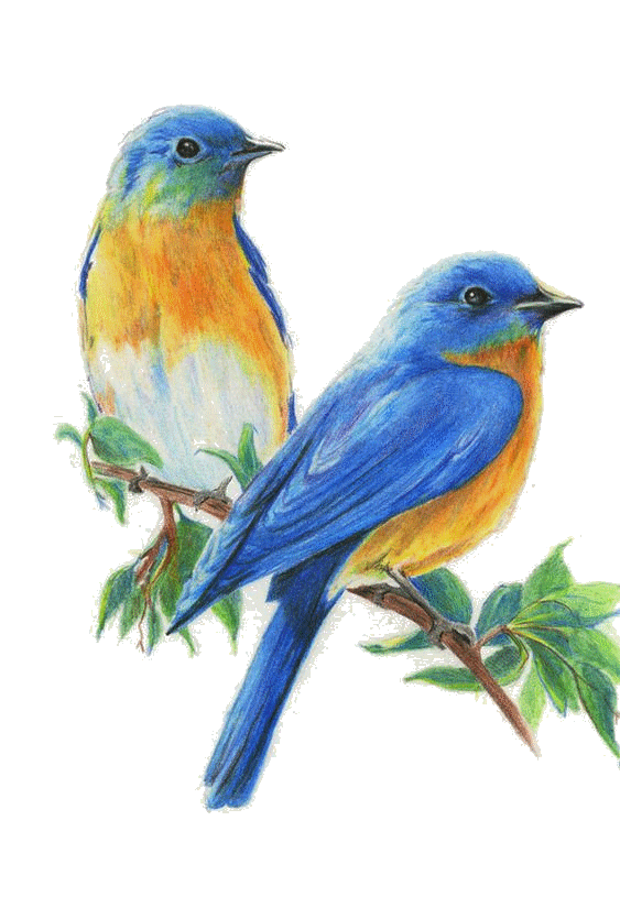 Bluebird Drawing Sketch