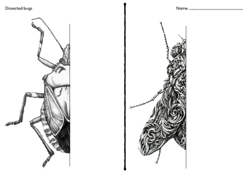 Bug Art Drawing