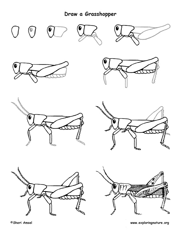 Bug Drawing Amazing