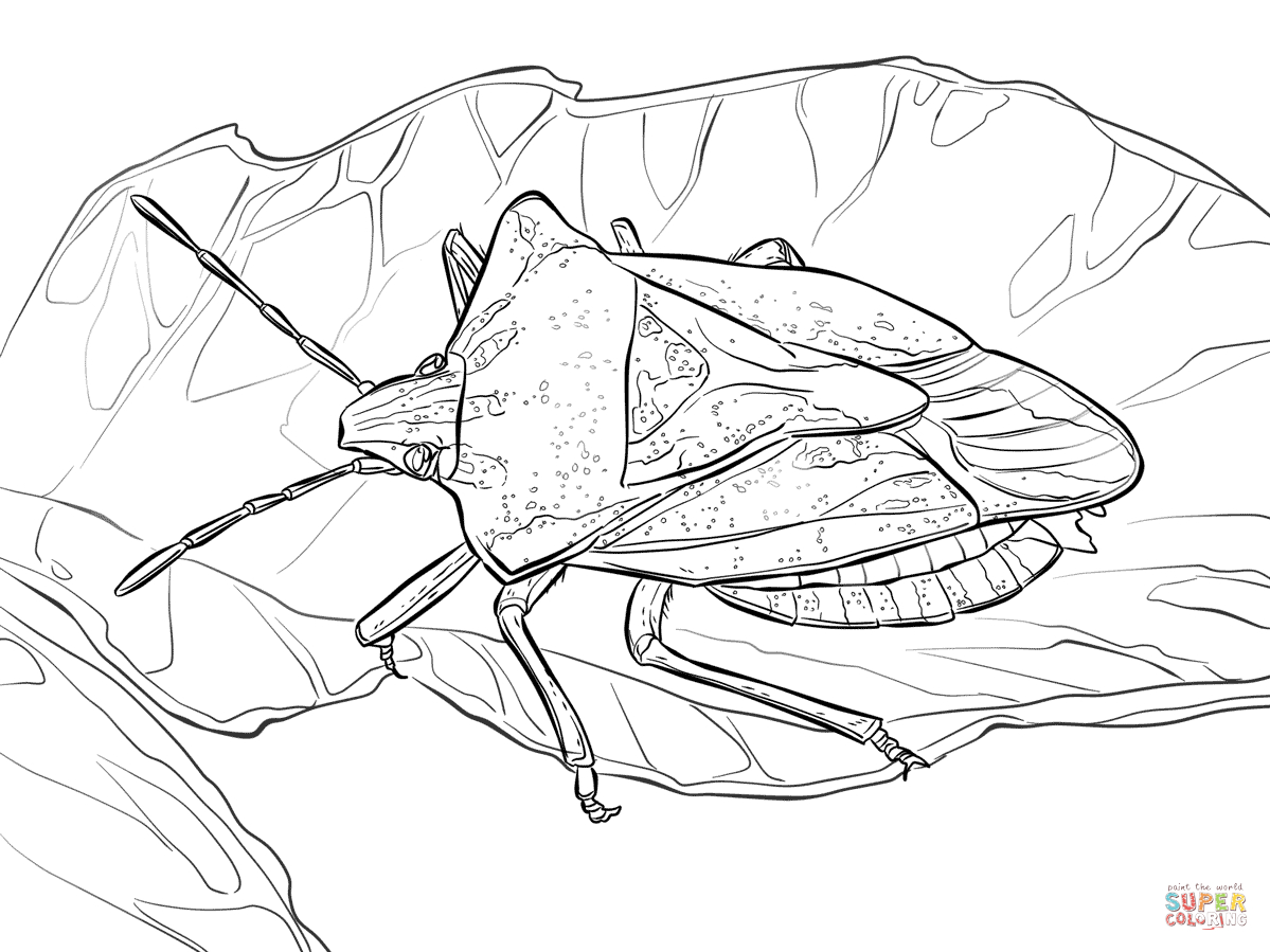 Bug Drawing Art