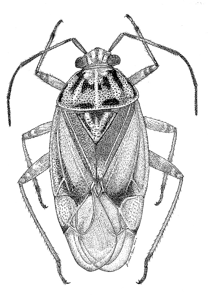 Bug Drawing Photos