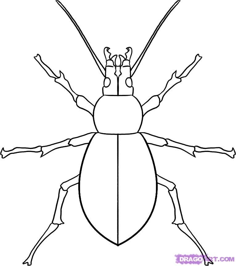Bug Drawing Pic