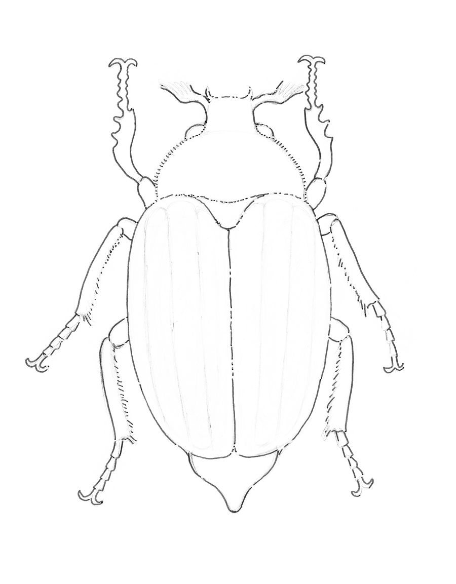 Bug Drawing Pics