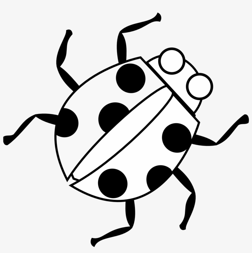 Bug Drawing