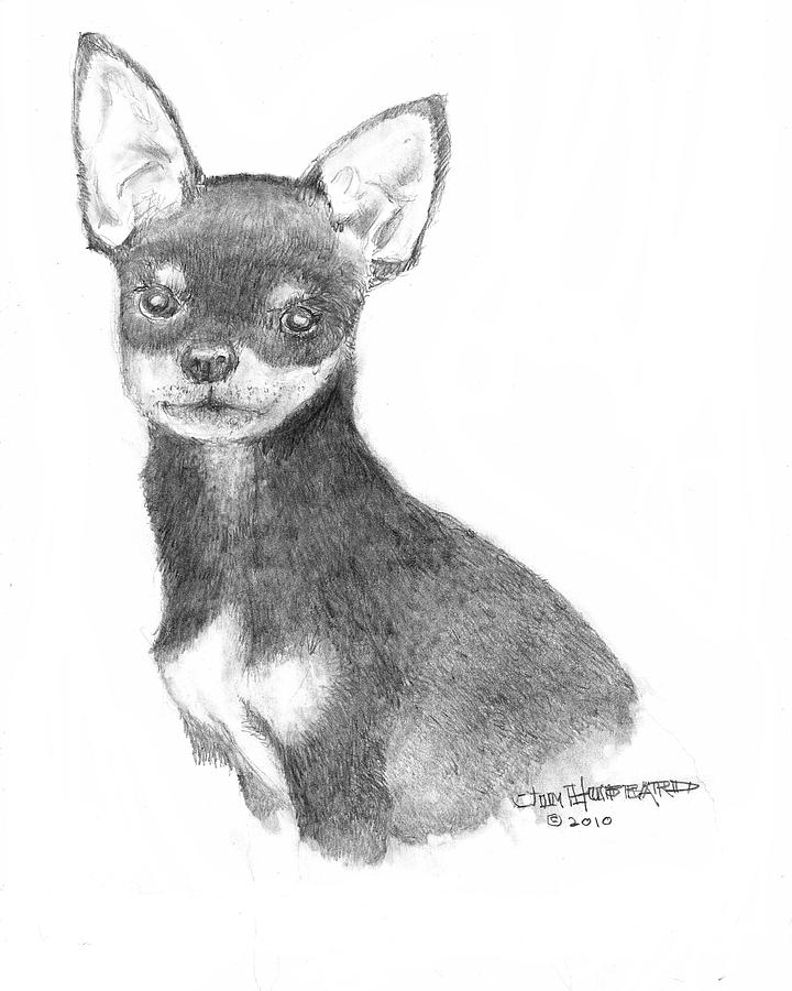 Chihuahua Drawing Amazing