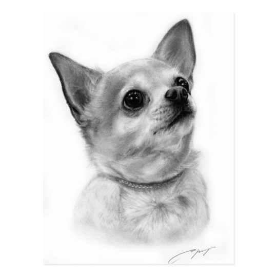 Chihuahua Drawing Art