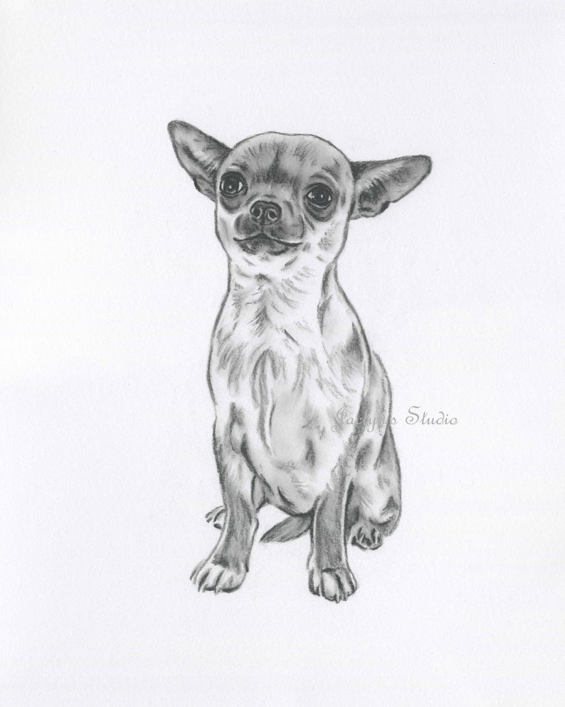 Chihuahua Drawing Beautiful Art