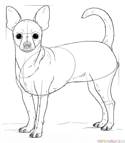 Chihuahua Drawing Beautiful Image