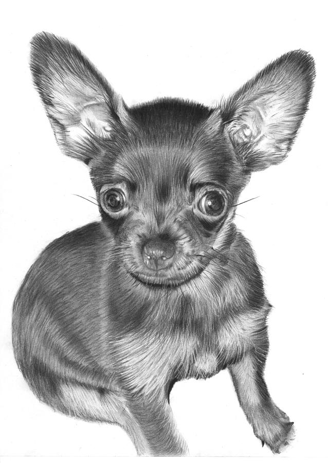 Chihuahua Drawing Best