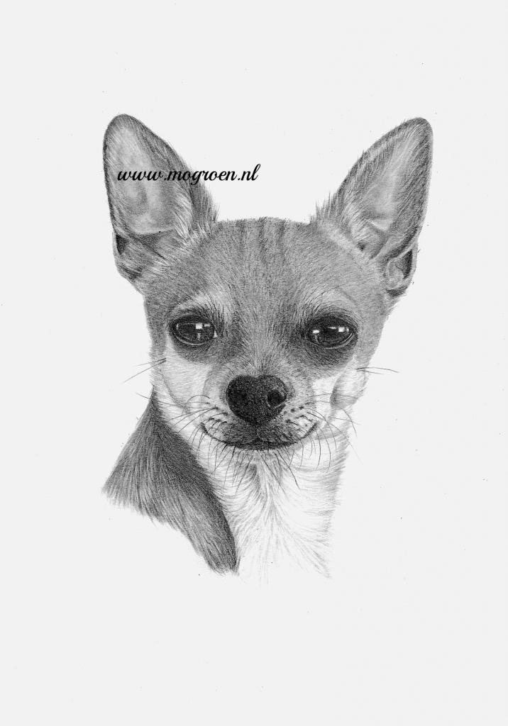 Chihuahua Drawing High-Quality