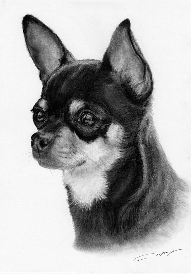 Chihuahua Drawing Photo