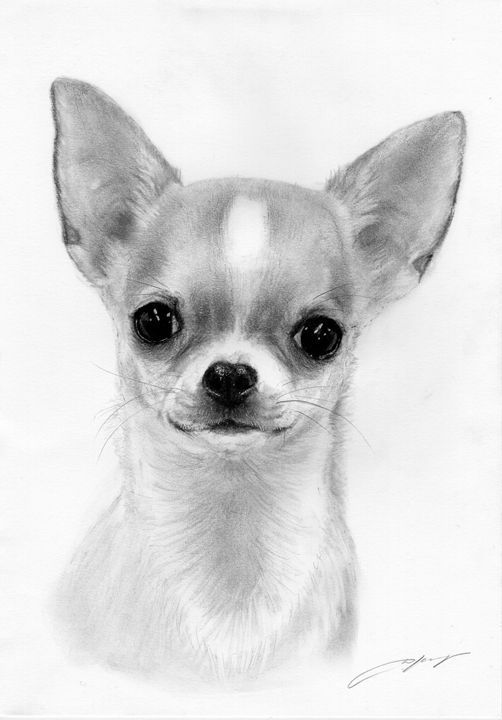 Chihuahua Drawing Pic