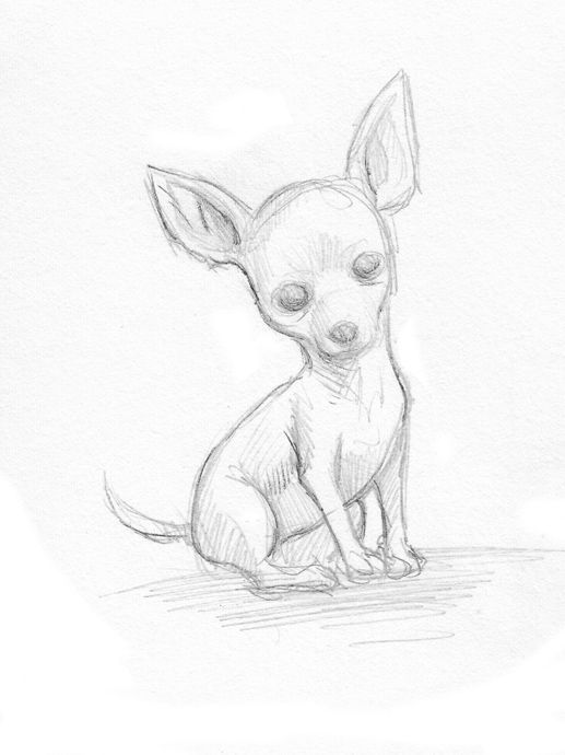 Chihuahua Drawing Pics